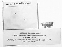 Sclerotium compactum image